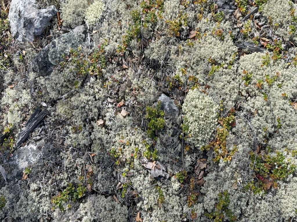 Lichen on rock, Northwest Territories