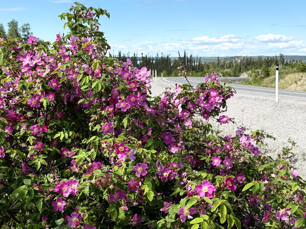Roadside vegetation along a northern highway, Northwest Territories