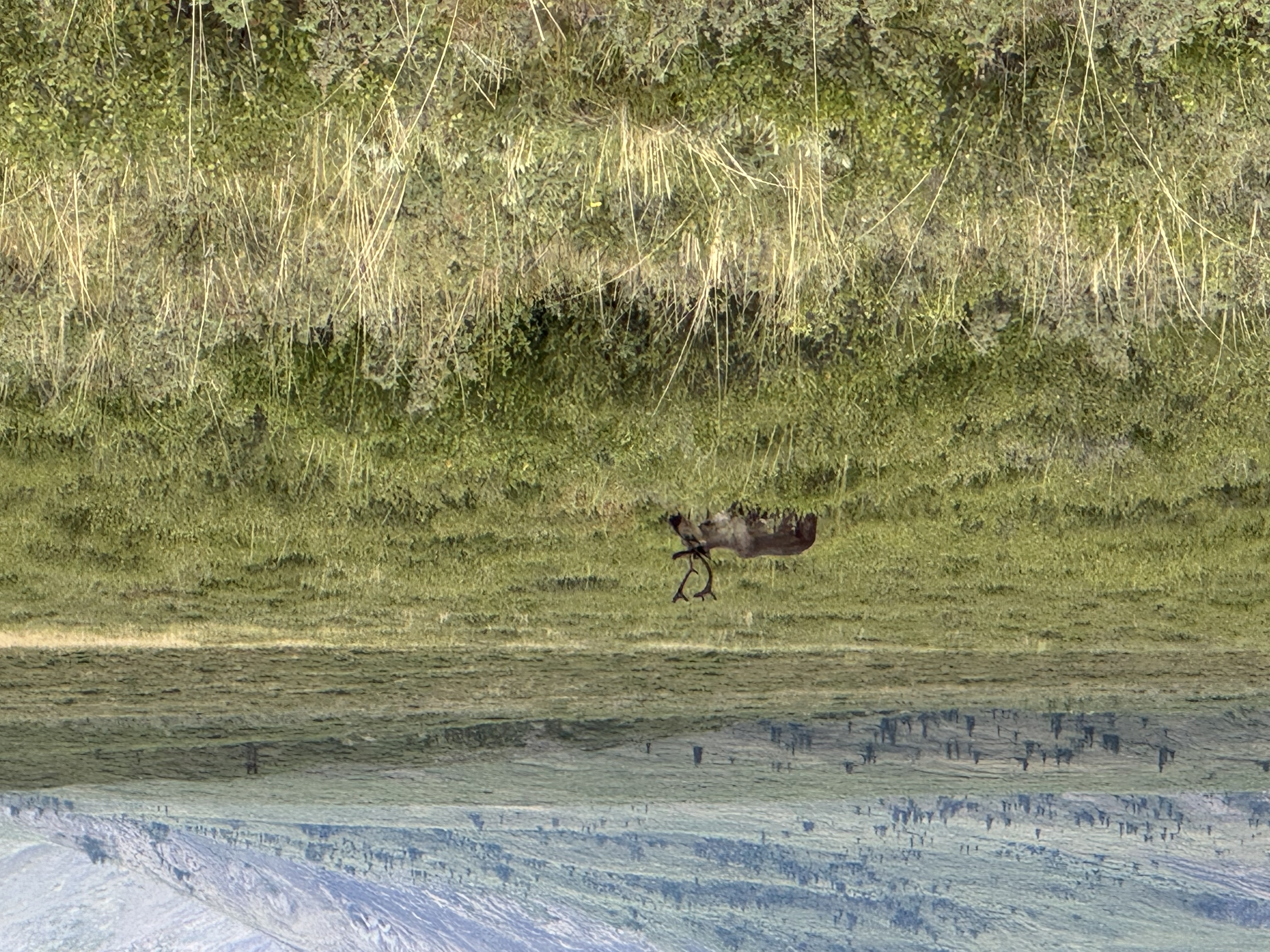 Wildlife habitat in northern boreal forest